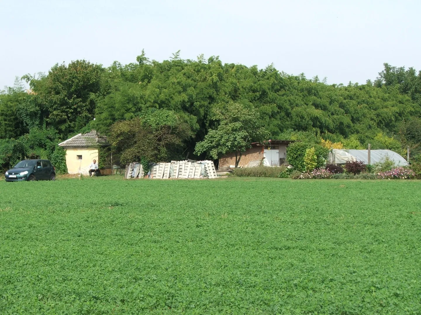 Kalocsa Ciglidi kert Vajas csatornára dőlő ültetvény 7-8 m-es szálak 2016